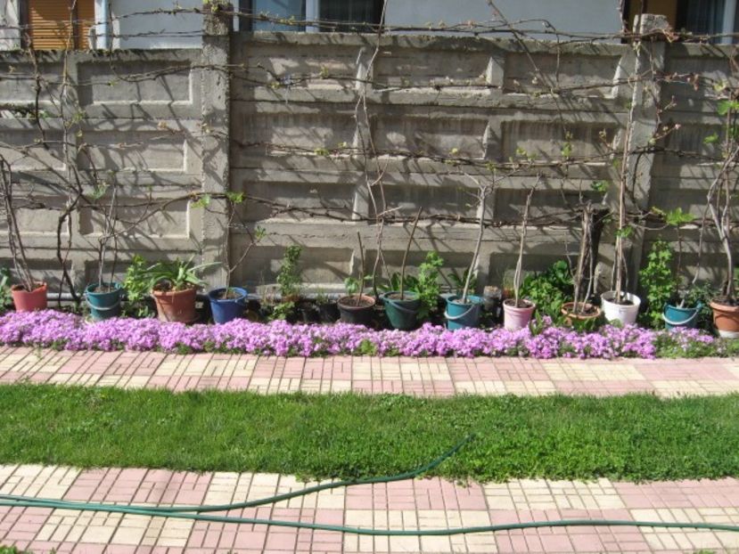  - Flori de gradina 2019