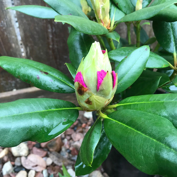  - Jurnalul gradinii 2019