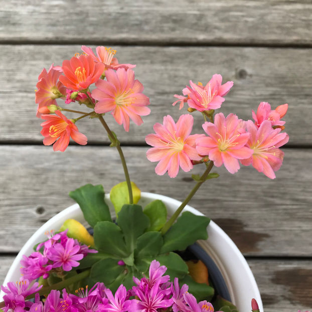  - Jurnalul gradinii 2019