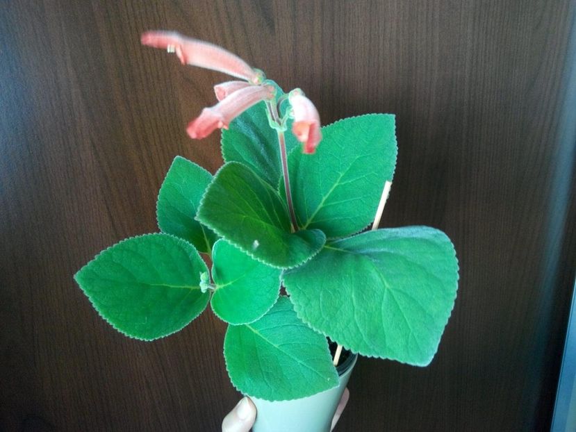 Sinningia Cooperi - poza personala - Sinningia Cooperi