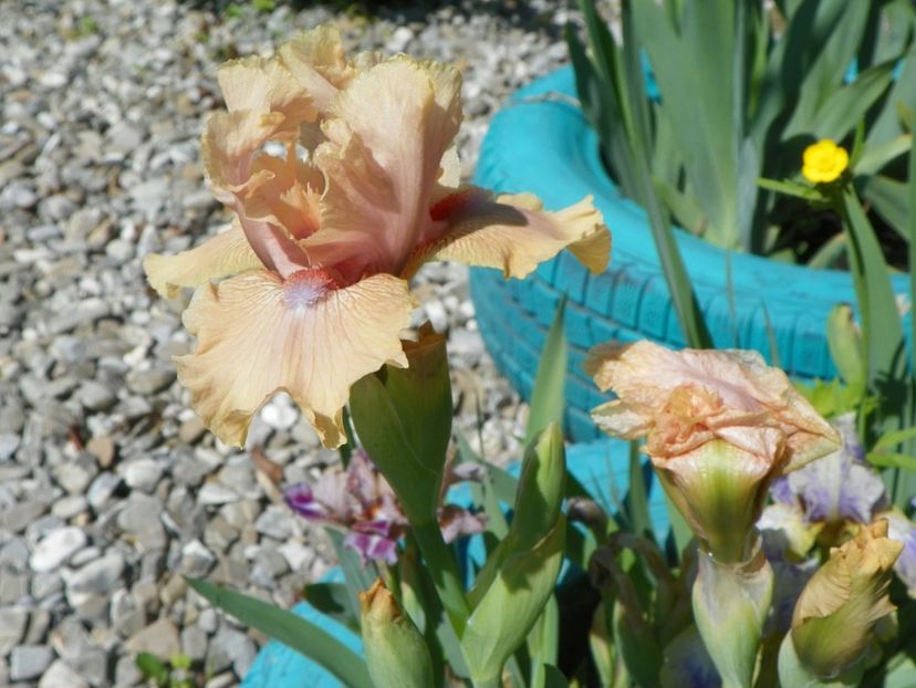 Country Dance - Irisi si bujori 2019