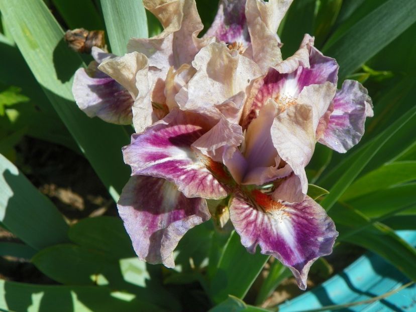 Jolie Mome - Irisi si bujori 2019