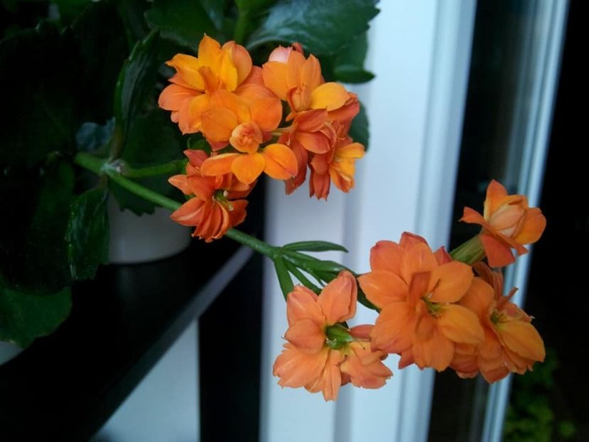 Kalanchoe portocaliu batut - Kalanchoe