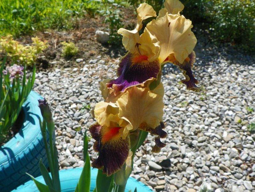 Parting Glances - Irisi si bujori 2019