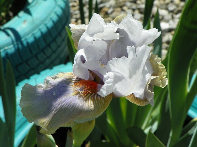 In the mist - Irisi si bujori 2019