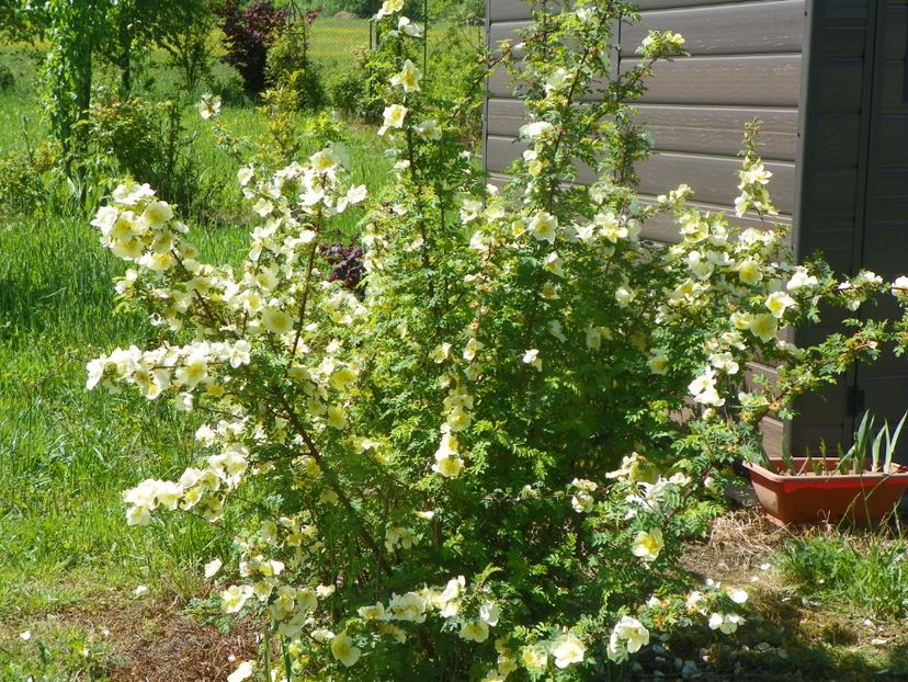 rosa hugonis - Trandafiri 2019 1