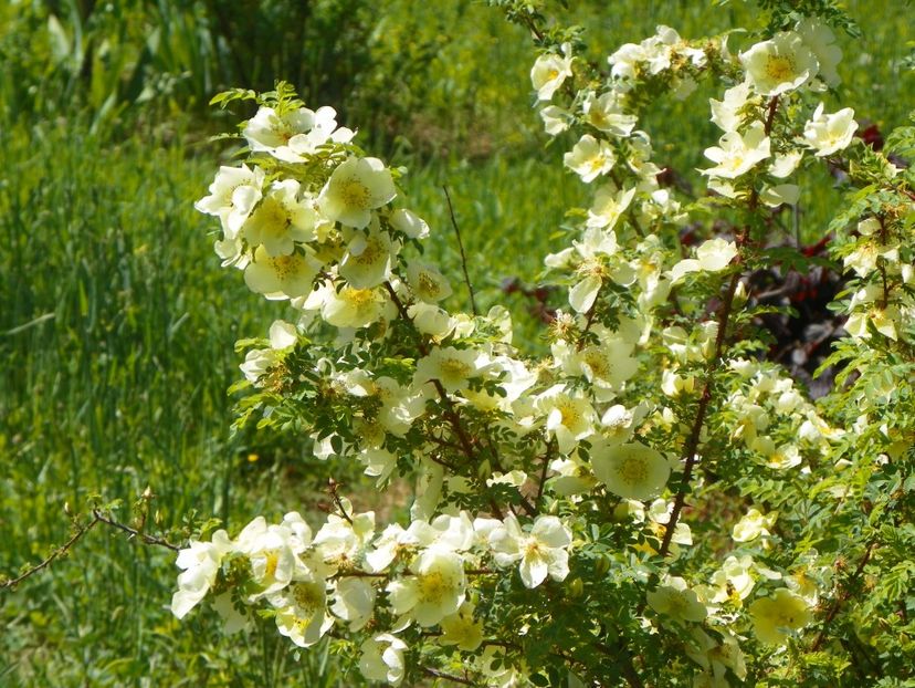 rosa hugonis - Trandafiri 2019 1