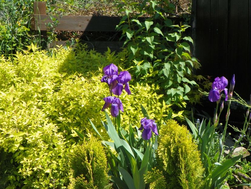 iris germanica - Irisi si bujori 2019