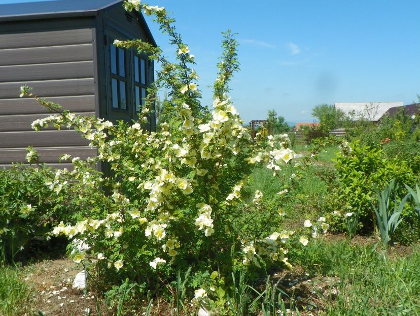 rosa hugonis - Trandafiri 2019 1