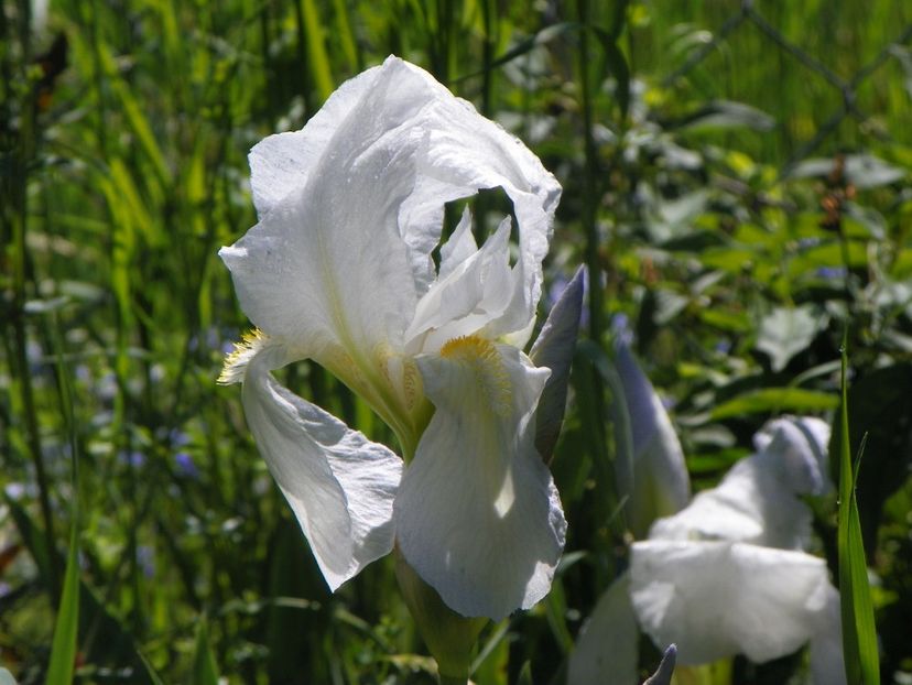 iris florentina - Irisi si bujori 2019