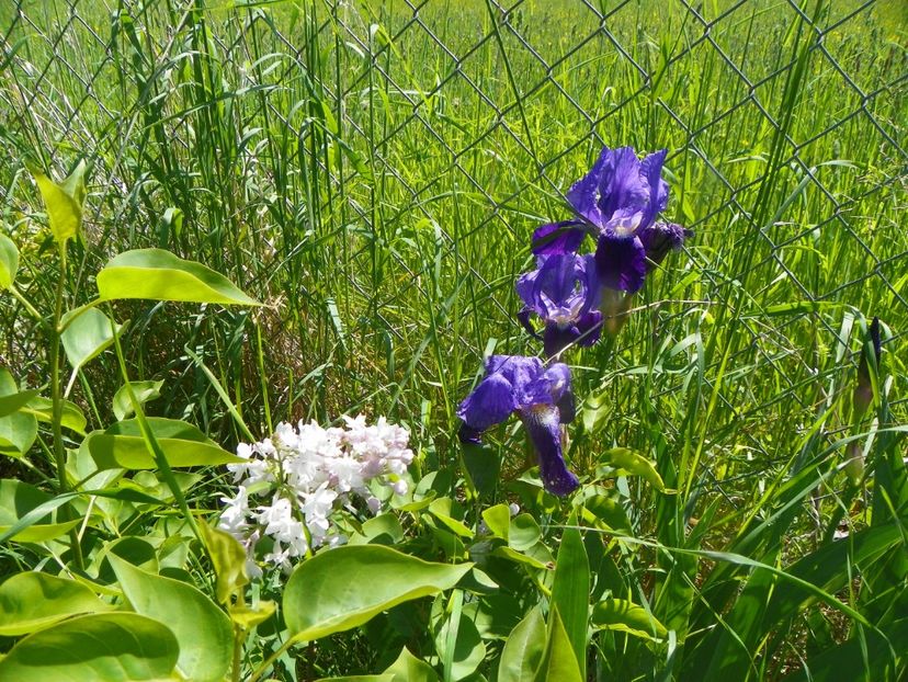 iris germanica - Irisi si bujori 2019