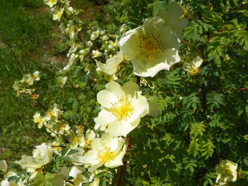 rosa hugonis - Trandafiri 2019 1