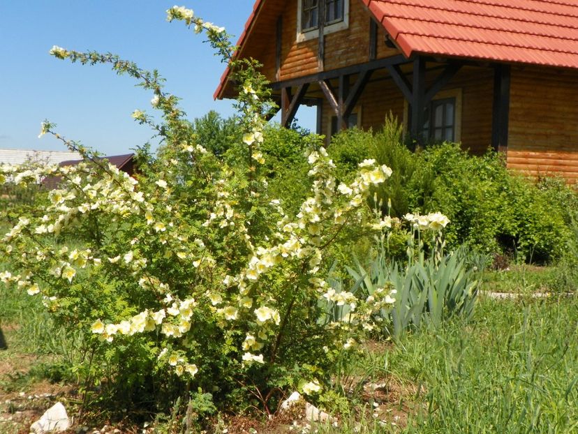 rosa hugonis - Trandafiri 2019 1