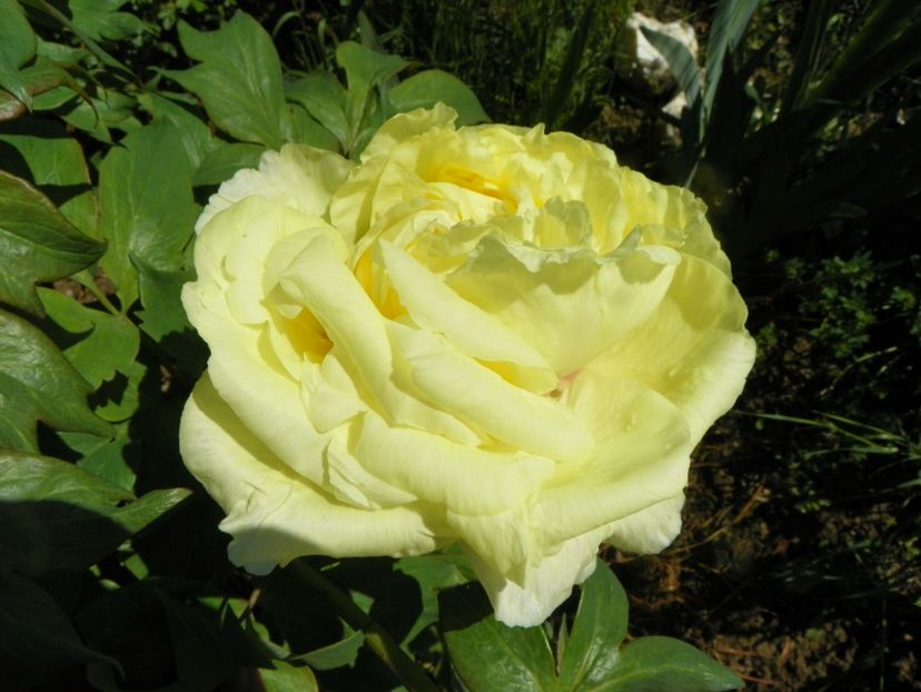 High Noon - Irisi si bujori 2019