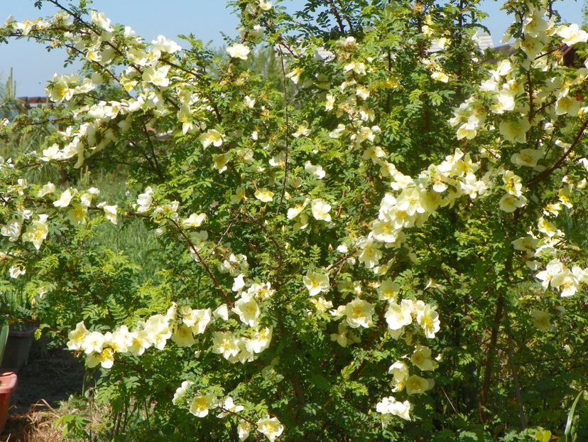 rosa hugonis - Trandafiri 2019 1