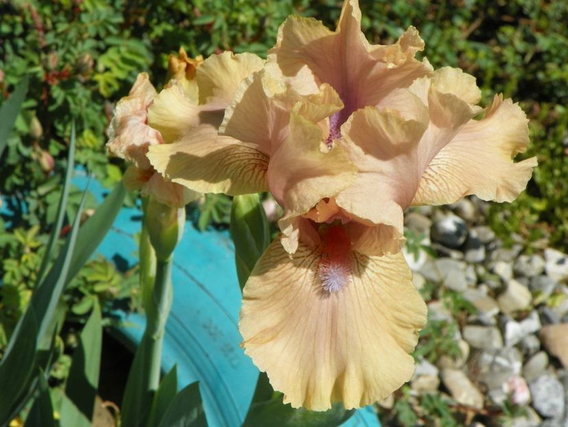 Country Dance - Irisi si bujori 2019