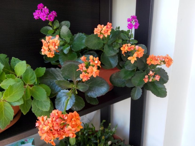 Kalanchoe mix - Kalanchoe