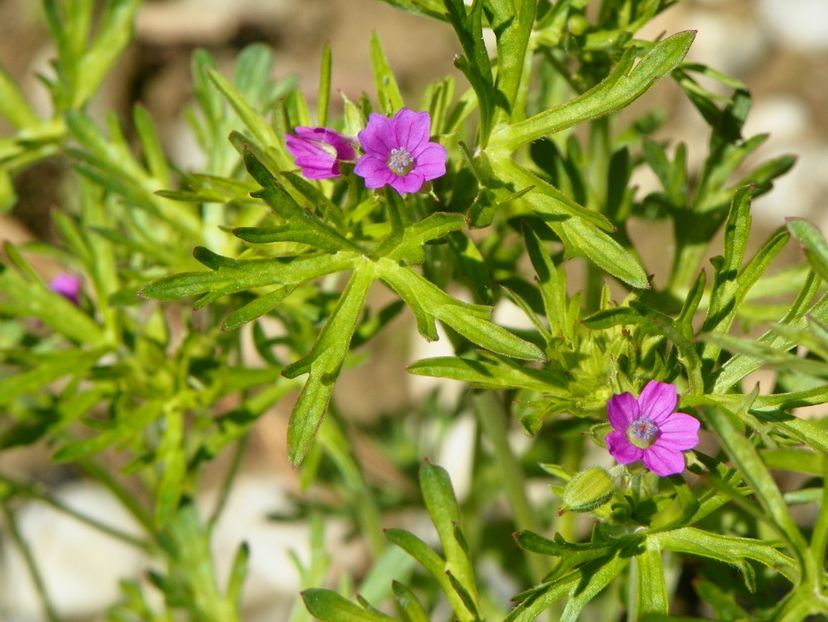 geranium dissectum - spontan - Dobarland 2019 2