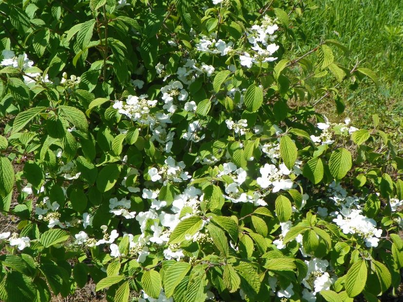 viburnum tomentosum - Dobarland 2019 2