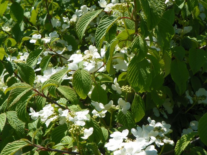 viburnum tomentosum - Dobarland 2019 2