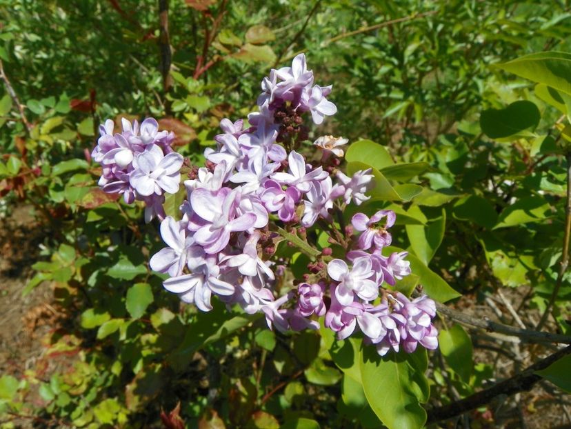 syringa Pavlinka - Dobarland 2019 2