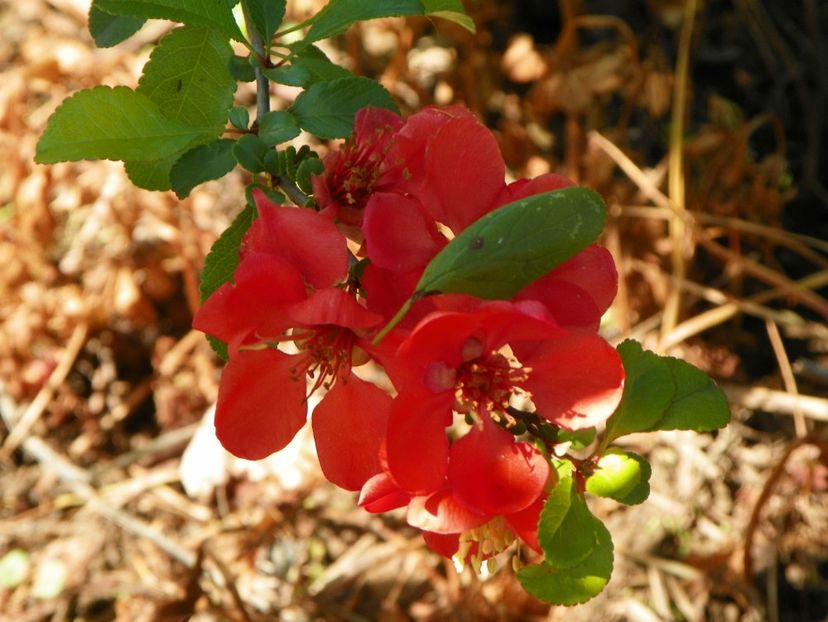 chaenomeles Cido - Dobarland 2019 2