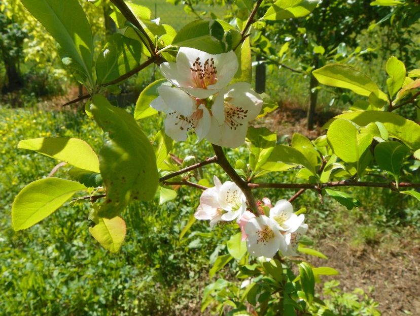 chaenomeles Toyo Nishiki - Dobarland 2019 2