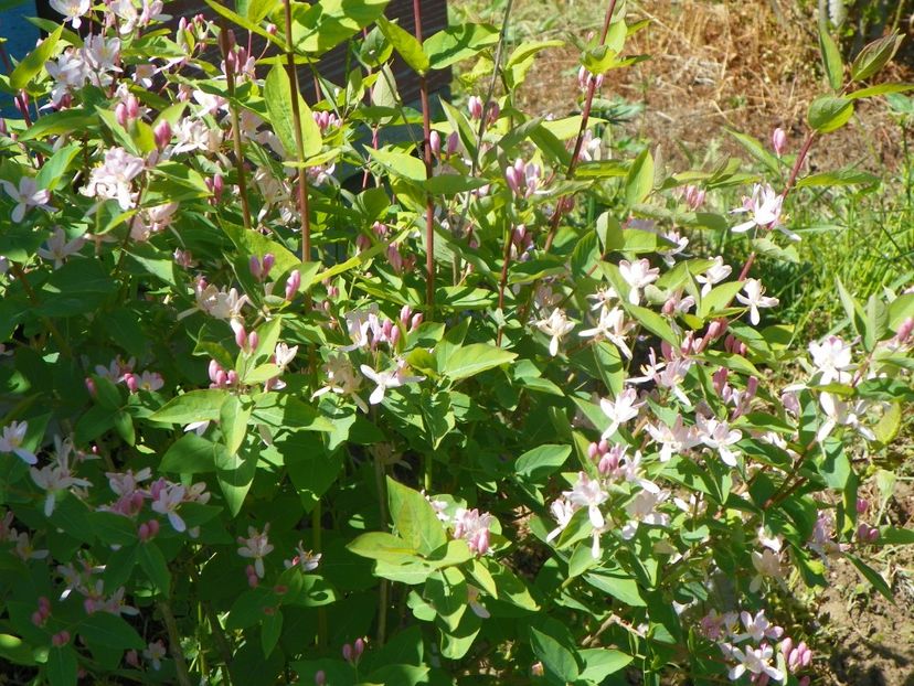 lonicera tatarica - Dobarland 2019 2