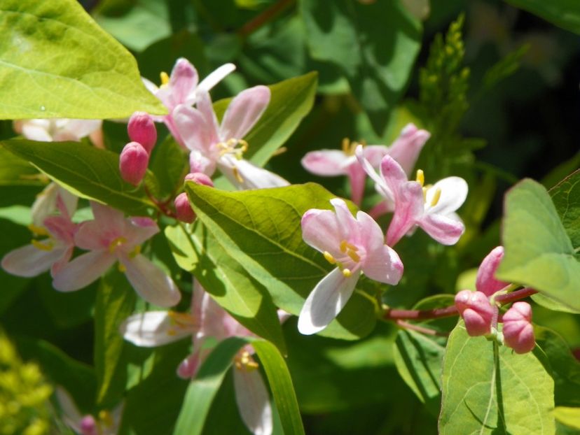 lonicera tatarica - Dobarland 2019 2