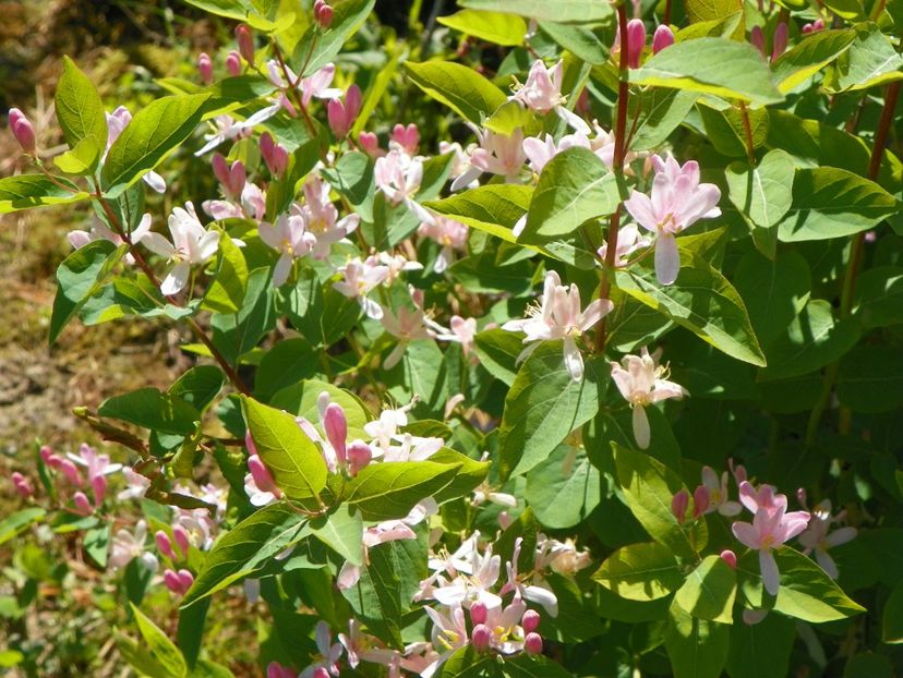 lonicera tatarica - Dobarland 2019 2