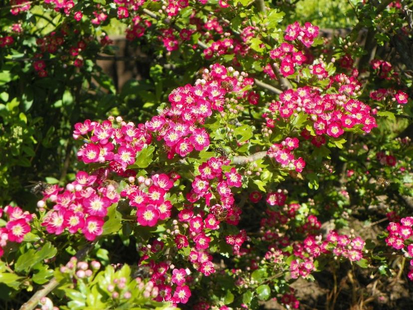 crataegus laevigata Punicea - Dobarland 2019 2