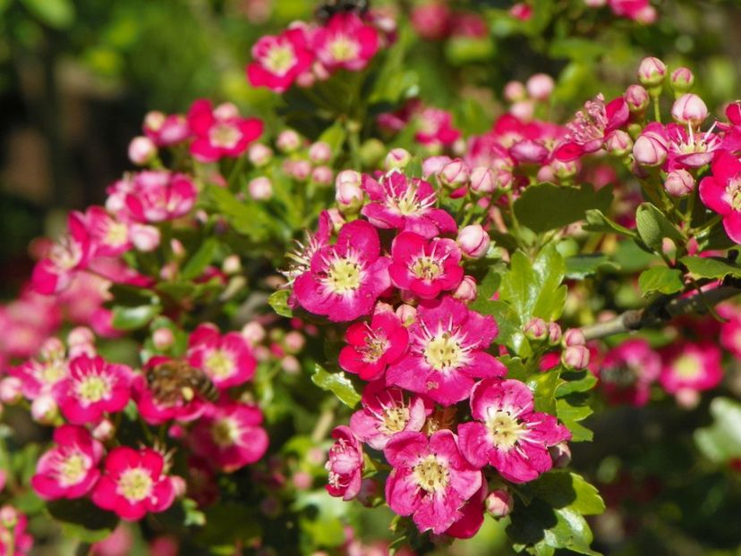 crataegus laevigata Punicea - Dobarland 2019 2