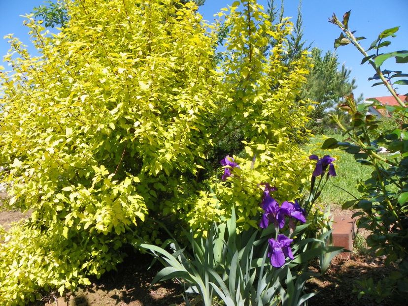 physocarpus Dart's Gold si irisi - Dobarland 2019 2