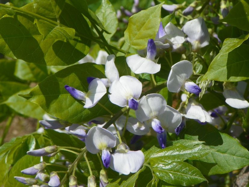 wisteria - Dobarland 2019 2
