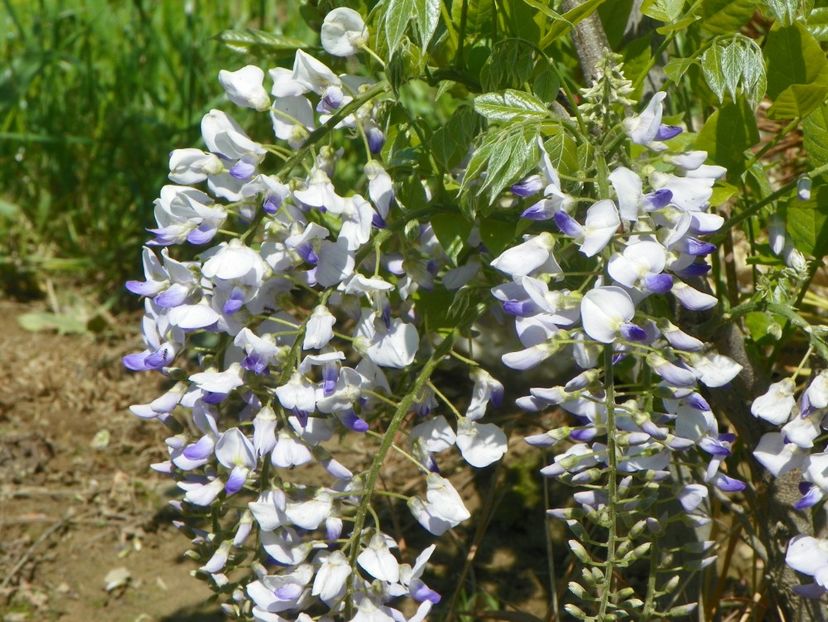 wisteria - Dobarland 2019 2