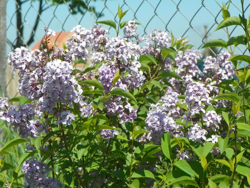 syringa chinensis - Dobarland 2019 2