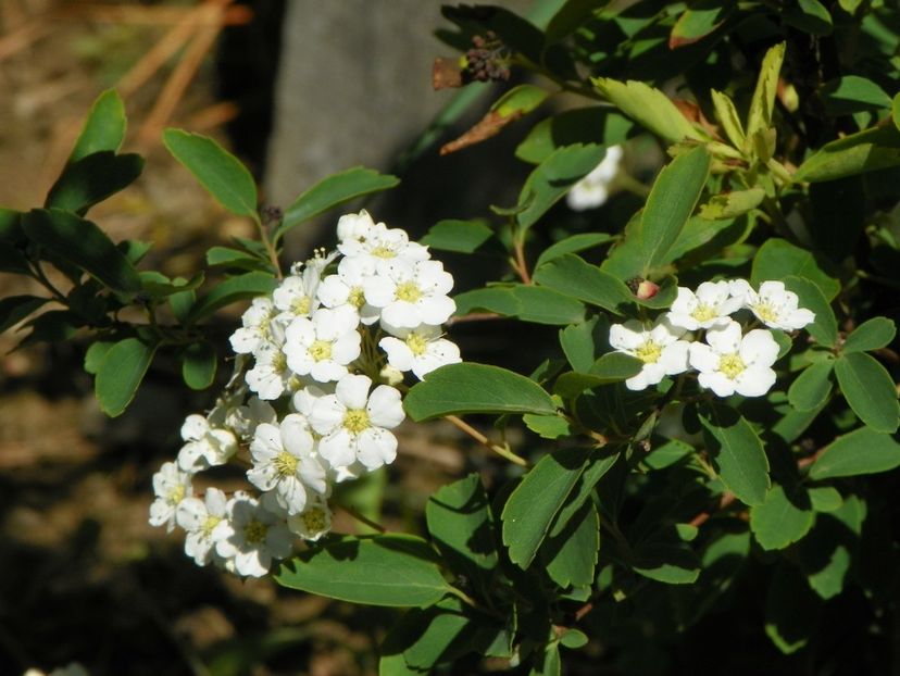 spiraea vanhouttei - Dobarland 2019 2