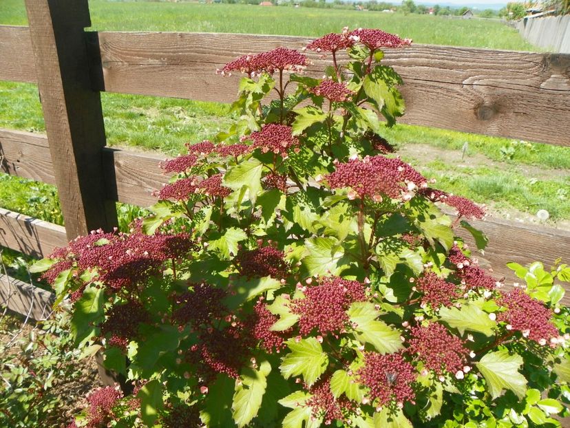 viburnum sargentii Onondaga - Dobarland 2019 2
