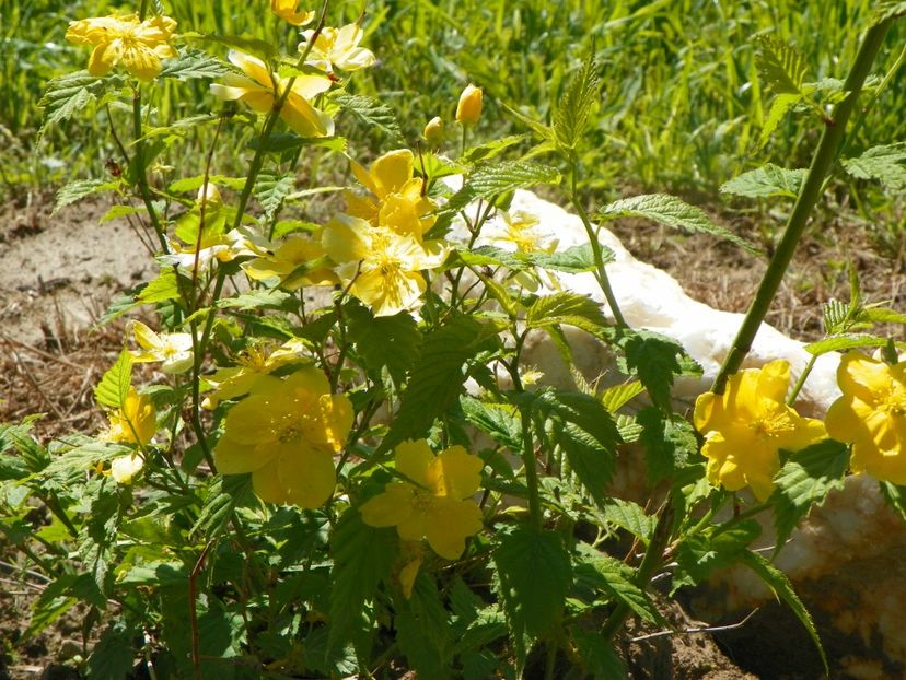 kerria Golden Guinea - Dobarland 2019 2