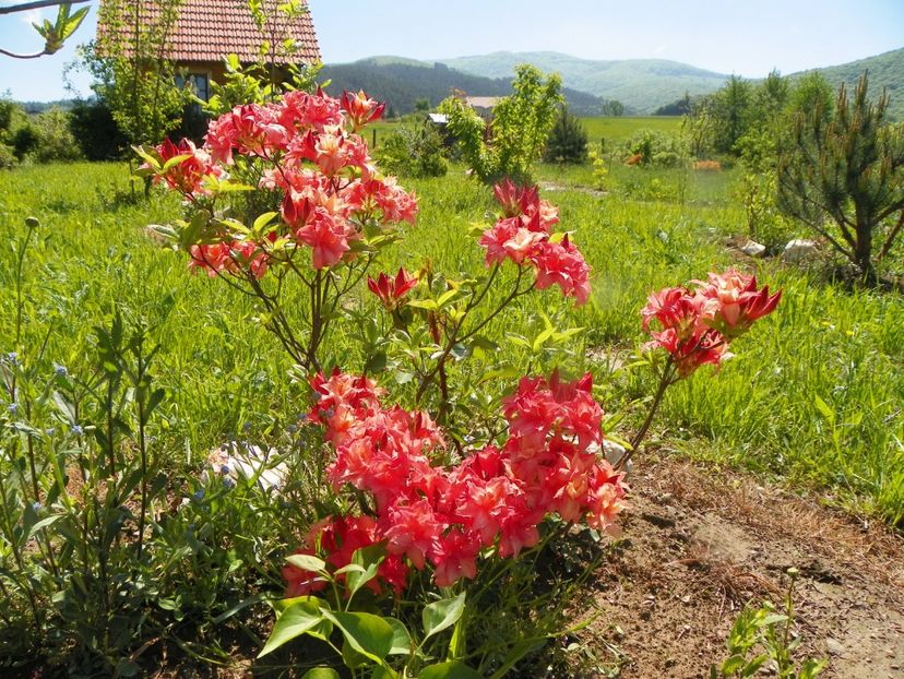 azalea Corneille - Dobarland 2019 2