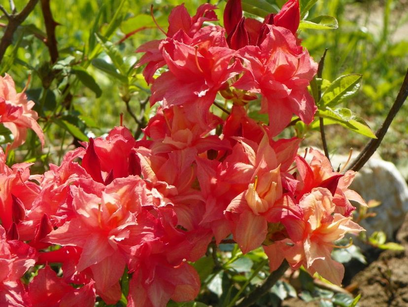 azalea Corneille - Dobarland 2019 2