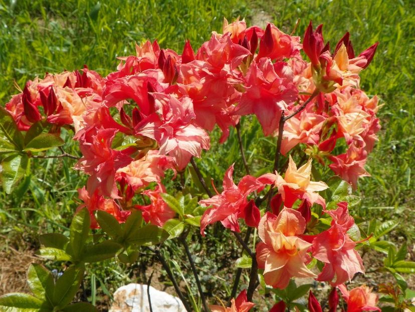 azalea Corneille - Dobarland 2019 2