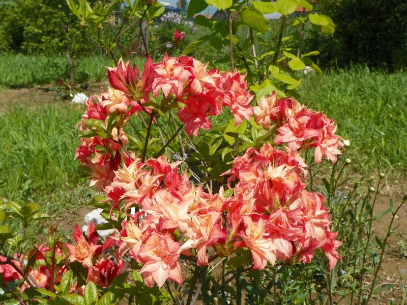azalea Corneille - Dobarland 2019 2