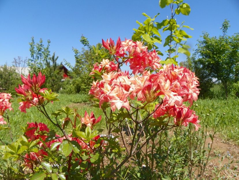 azalea Corneille - Dobarland 2019 2
