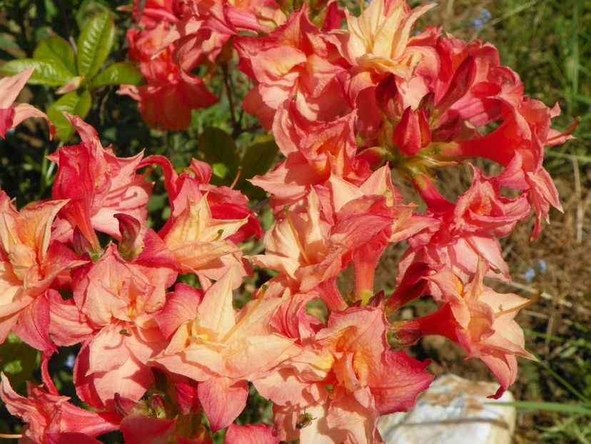 azalea Corneille - Dobarland 2019 2