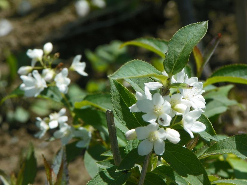 deutzia x lemoinei - Dobarland 2019 2