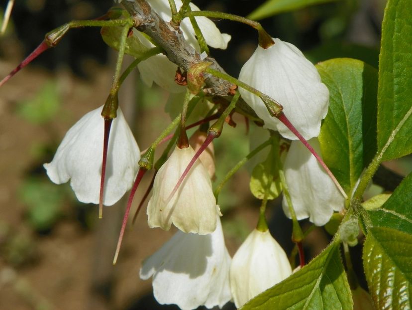 halesia carolina - Dobarland 2019 2