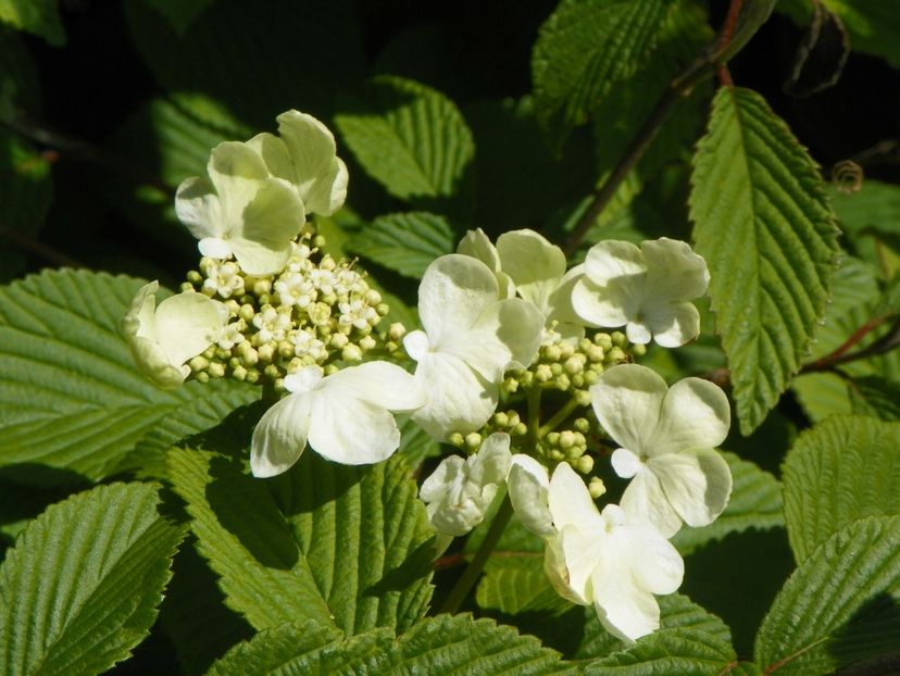 viburnum Watanabe - Dobarland 2019 2