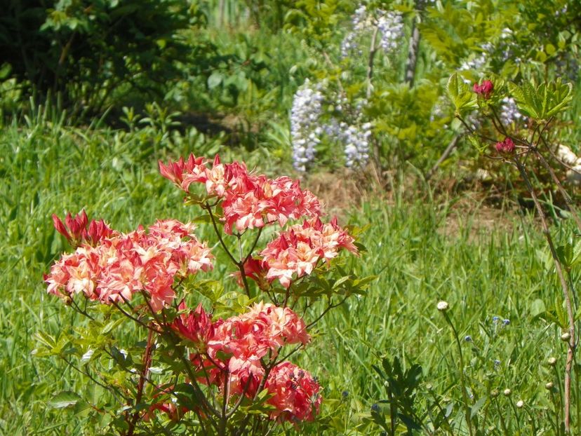 azalea Corneille si wisteria - Dobarland 2019 2