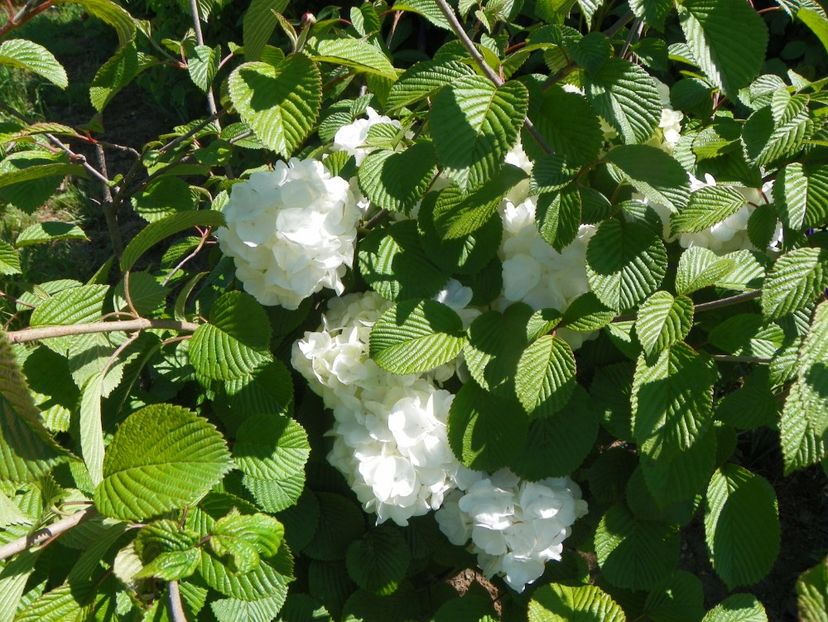 viburnum plicatum Popcorn - Dobarland 2019 2
